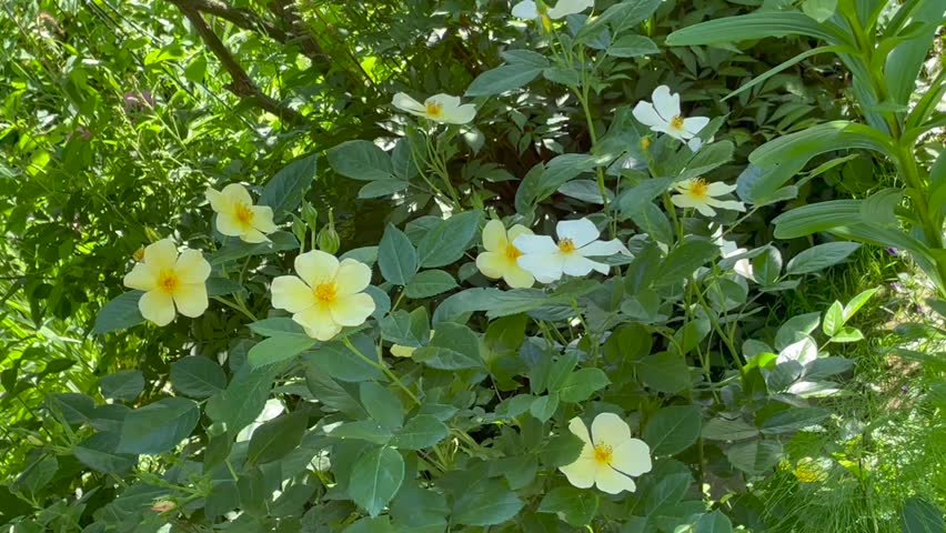 Light yellow color English Rose Tottering-by-Gently flowers in a garden in July 2022. Idea for postcards, greetings, invitations, posters and Birthday decoration, background