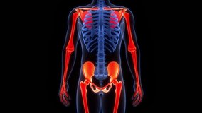 Human Skeleton System Appendicular Skeleton Bone Joints Anatomy Animation Concept. 3D - Powered by Shutterstock - Get 15% off with code: PIKWIZARD15