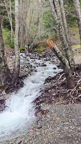 A natural waterfall in the Redwood forest. 