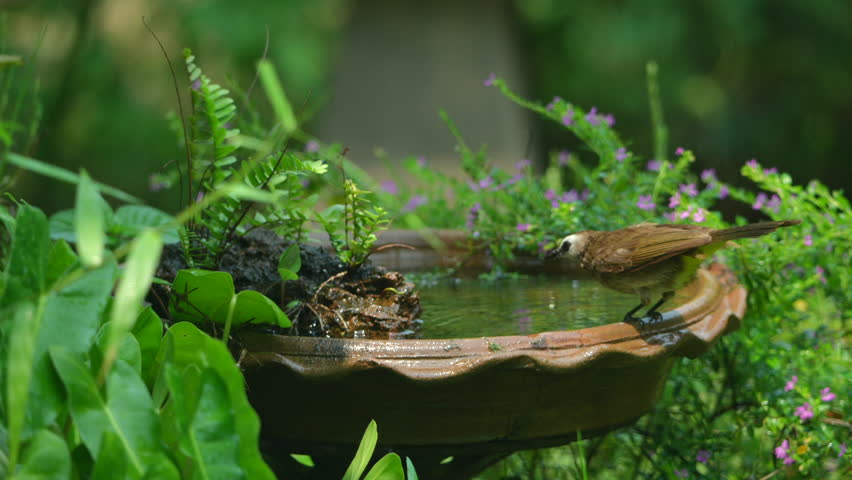 funny Birds playing a water splash in nature summer, wildlife animal scene in motion of freedom moment on water basin sink, slow-motion shot