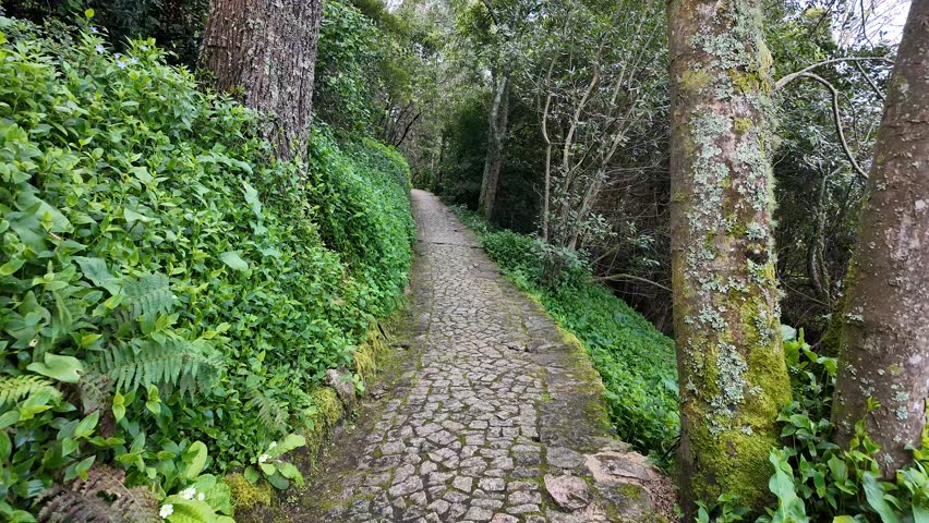 Lush green forest path in tranquil nature reserve, ideal for Earth Day and eco friendly travel concepts