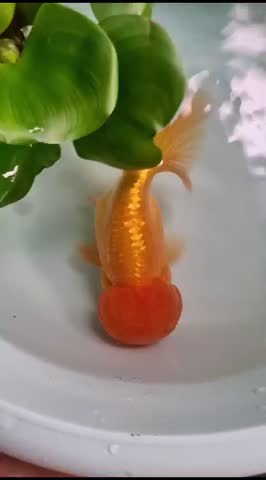 Rare Lionhead Goldfish in West Java