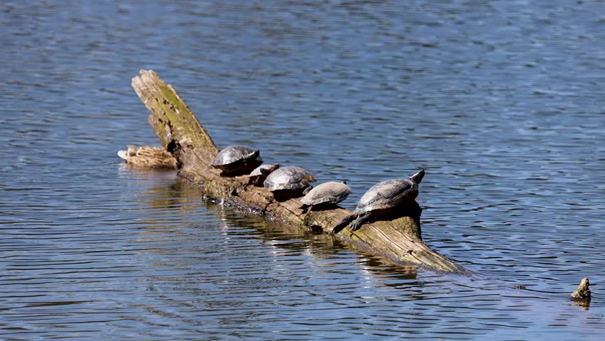 Turtles on a log at Whitaker Ponds Nature Park in Portland Oregon