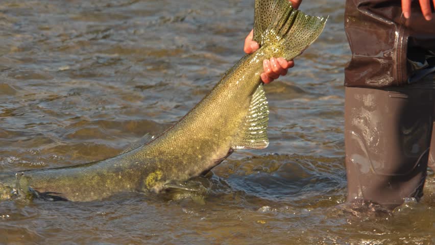 Fisherman in waders pick up Pacific Salmon catch on the river while fly fishing. Spawn and migrating of Chinook salmon season. Salmon run to lay roe or eggs. Fishing game and sport for anglers.