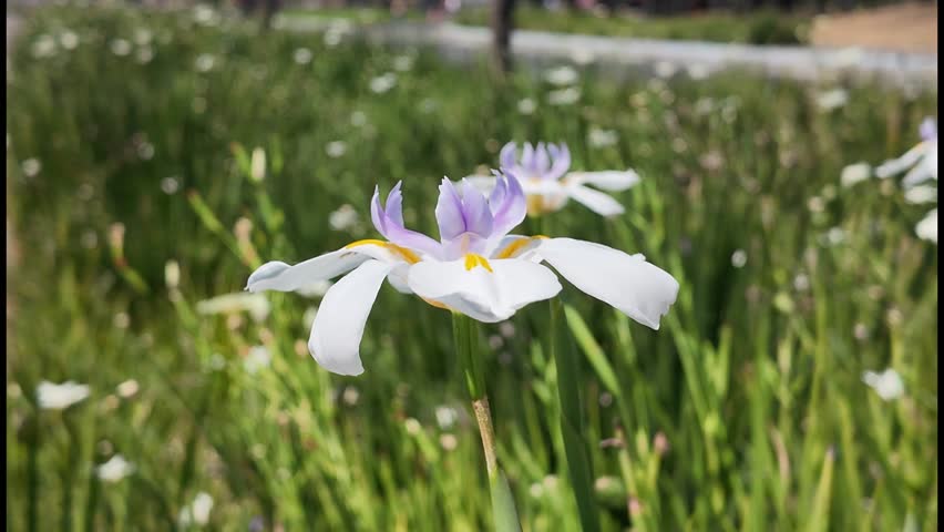 A white flower with a yellow center. The flower is in a field of green grass. There are other flowers in the field