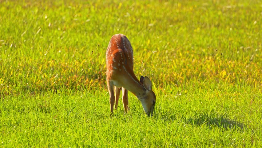 Deer in the wild, fawn grazes in the Canadian wilderness forest. Baby deer feeding at the meadow during sun set. Cute small white-tailed deer with spots in the grass at Manitoulin Island, Ontario