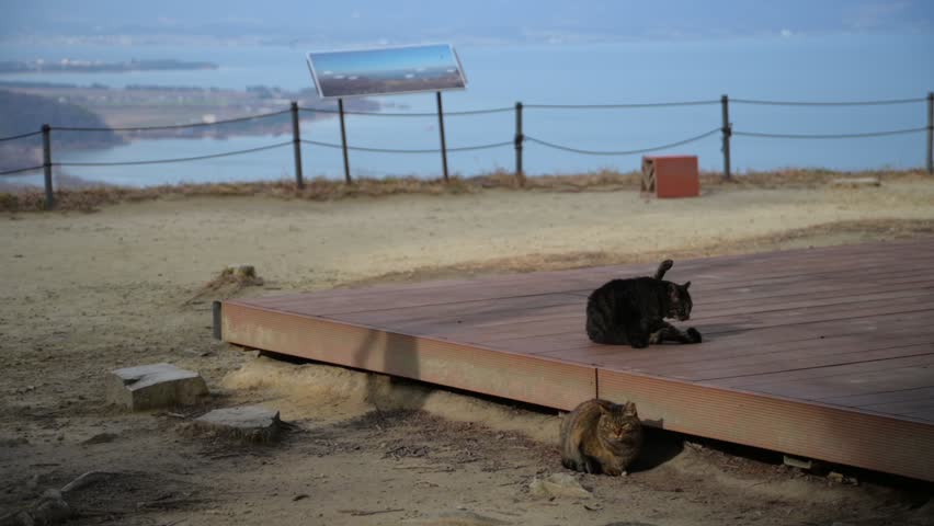 Cats of Mt. Hachimanyama Observatory (Omihachiman, Shiga, 2025, Feb.)