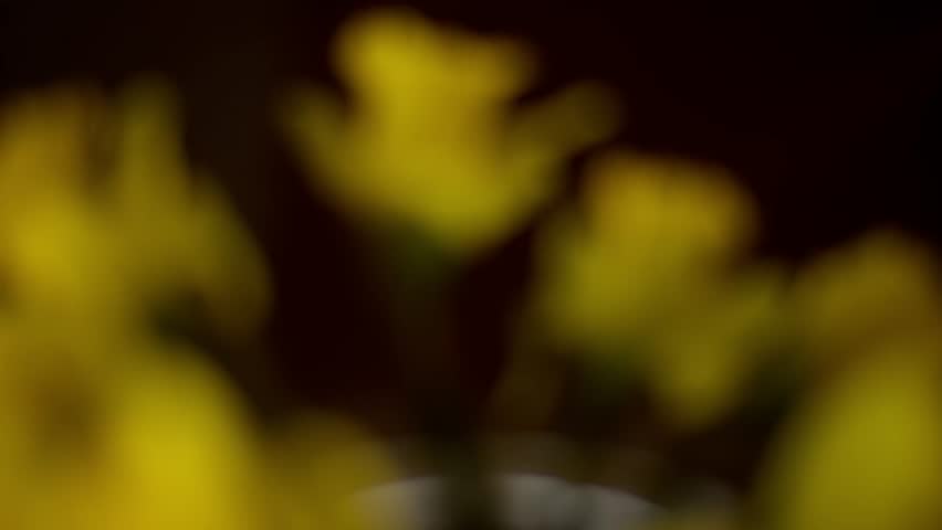 Daffodils in focus with soft depth. Yellow daffodils in a ribbed glass vase slowly coming into focus against a warm, blurred background in natural indoor light.