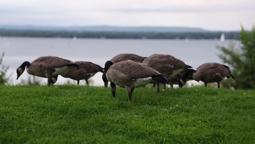 Canadian geese eating on grass in public park near river. A flock of wild birds. Canada goose in Andrew Haydon Park in Ottawa.