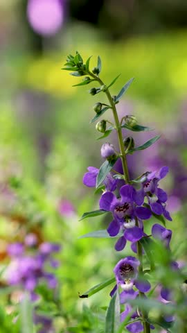 Purple flowers bloom in a vibrant garden