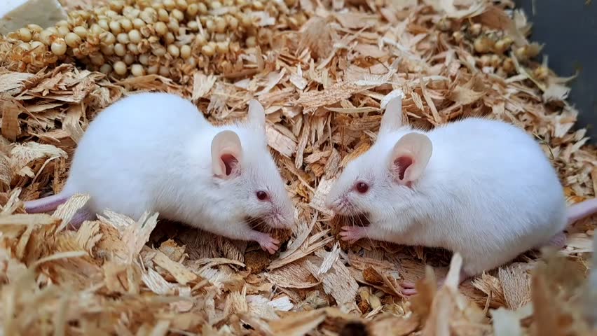 A group of white mice
