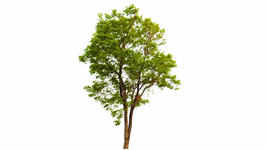 4K tree footage isolated on white background 