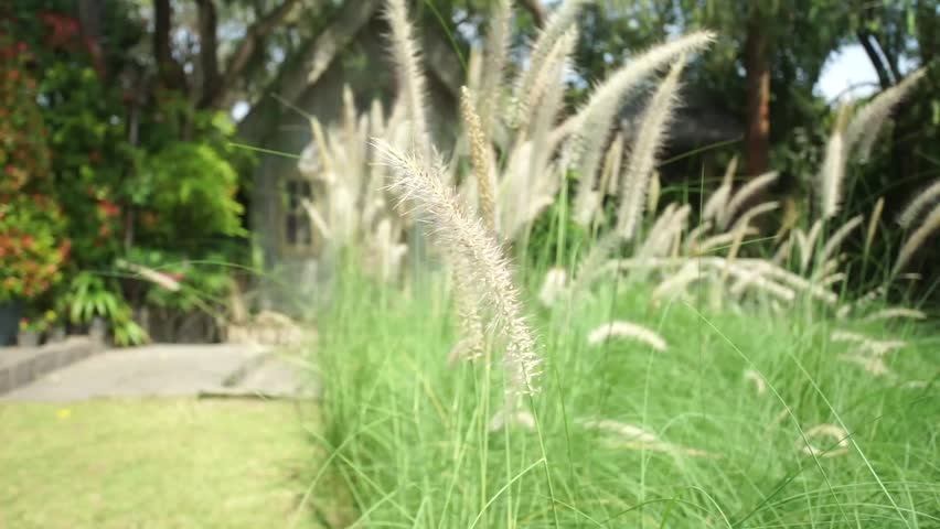 Tall Grass in the Forest with a Wooden House in the Background