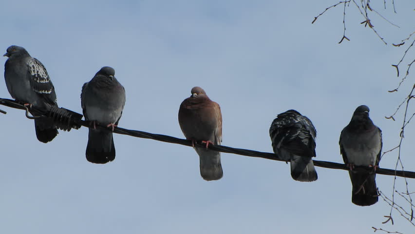 Pigeons on wire