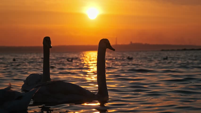 Elegant swan silhouettes drift across shimmering water under a vibrant fiery sunset. The sun reflection creates a golden path as the graceful birds move calmly in their natural lake habitat