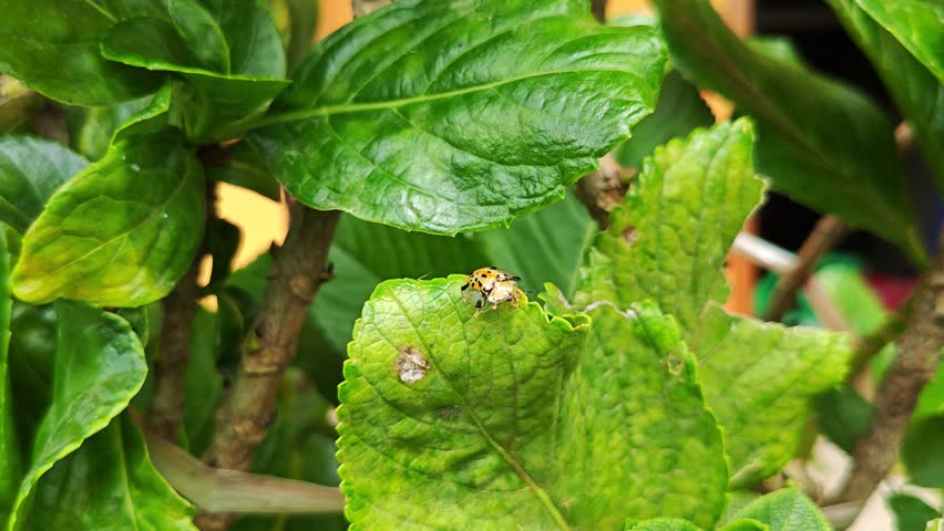 Beautiful Tortoise Beetle Resting on a Green Leaf