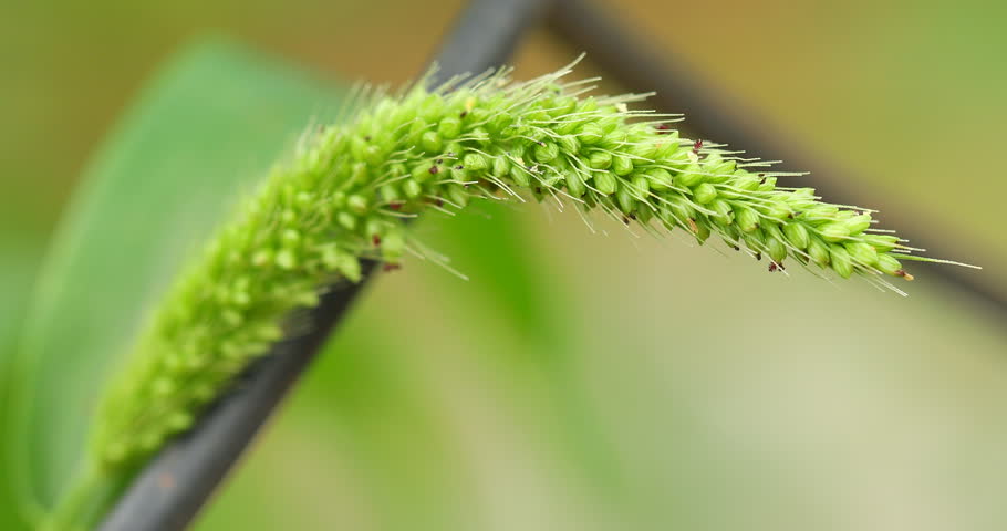 Indian Medicated Plant in the Nature