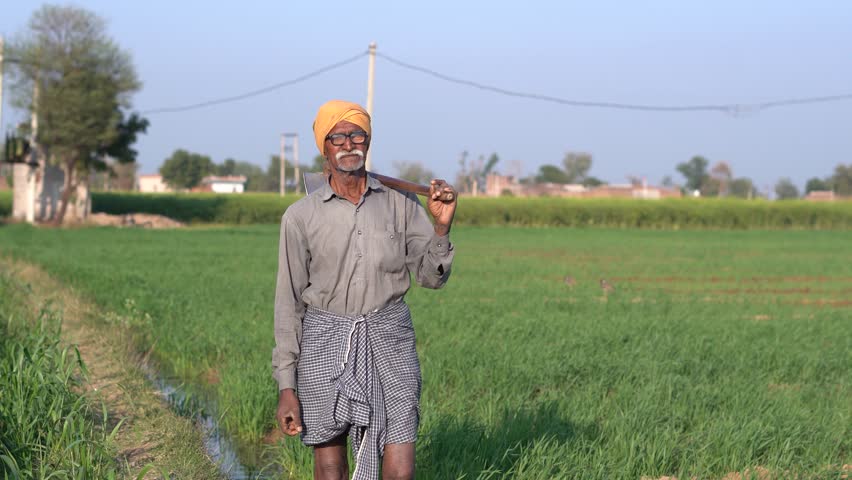 Rural indian senior farmer walking at agriculture field holding shovel in summer day. Elderly man labor or farm worker going for work. People of india. 