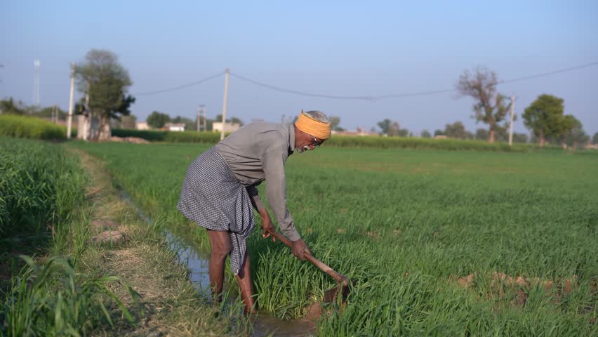 Rural indian farmer working at agriculture field in summer. Senior man labor digging at farmland. Elderly male daily wager of india.4k 