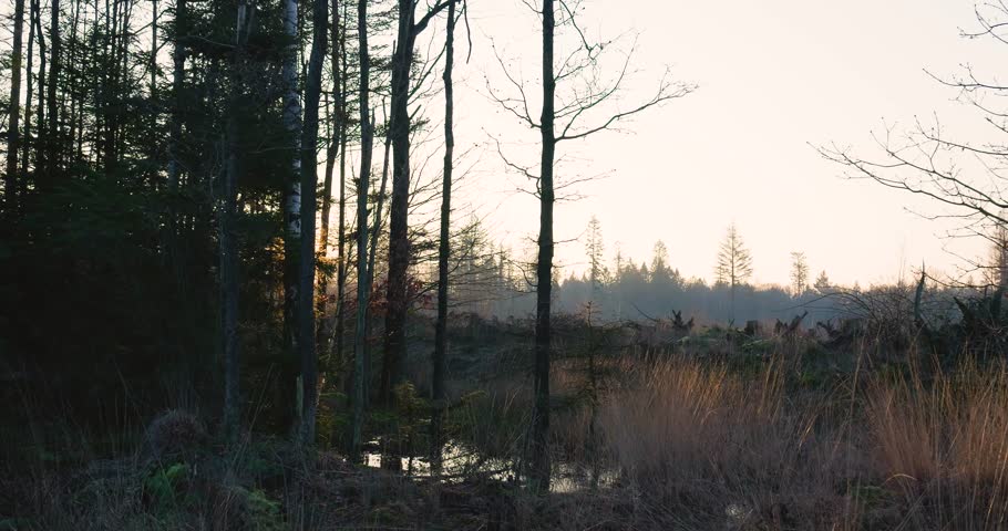 Golden hour sunlight shines through trees onto a swampy marsh area