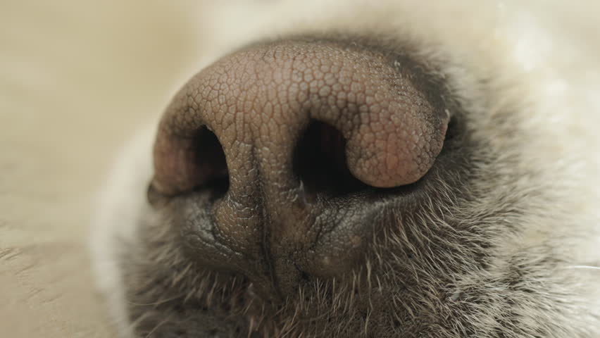 Closeup muzzle of a dog. An extreme close up of a Golden Retriever nose, shot handheld. Close-up view of a Labrador snout, wet texture and intricate details of its snout. Nostrils flaring, the dog