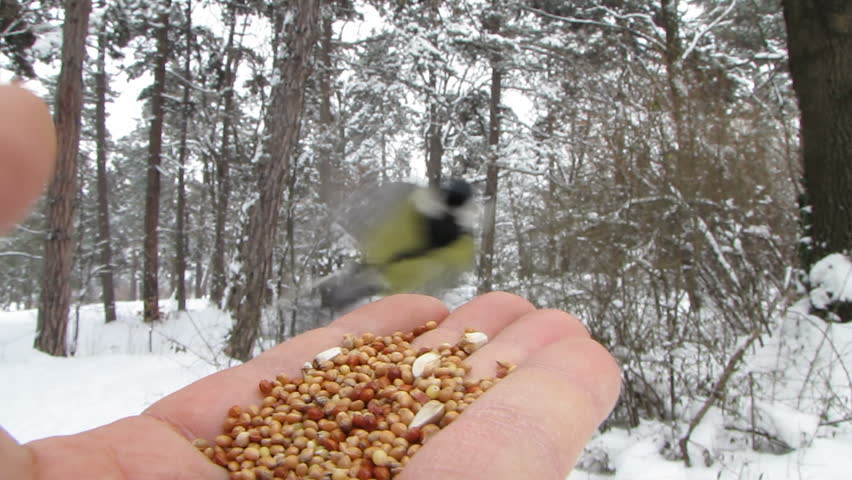 Titmouse eating seeds