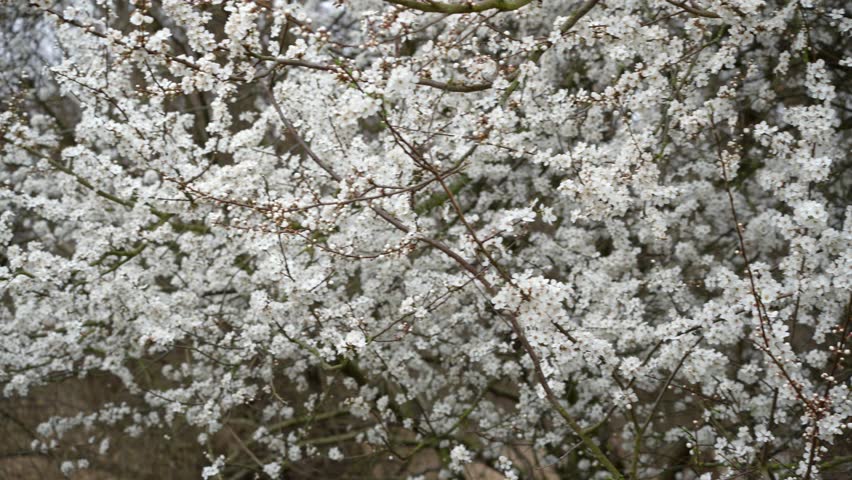 A tree with many white flowers is in full bloom. The flowers are small and delicate, and they cover the entire tree. The branches are thick and sturdy, and the leaves are green and healthy