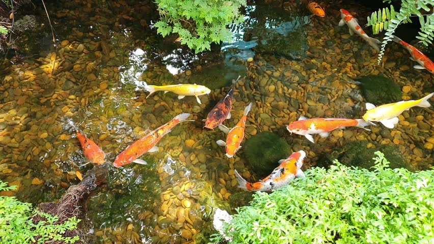 Koi fish swim in a pond lined with small rocks. Colorful koi fish swim around in the pond. bustling view of colorful koi fish as they swim together in a tranquil pond. Group of colorful koi fish.   
