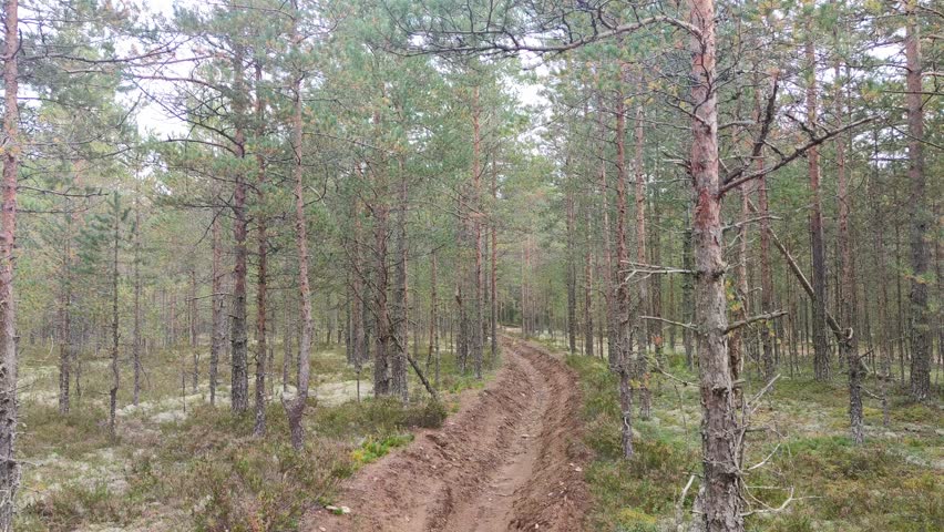 Forest road. In a young coniferous forest, a rural sandy road runs among the trees. Pine and fir trees grow along the edges, they have thin straight trunks and long branches with green needles.