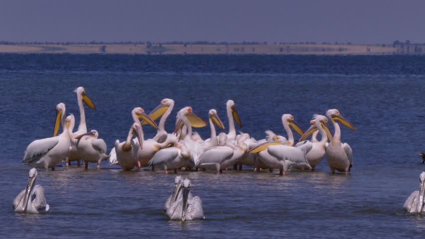 The great white pelican (Pelecanus onocrotalus) catch fish on the Black Sea coast.