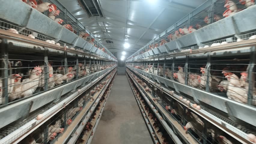 Caged Layer Hens in a Modern Facility