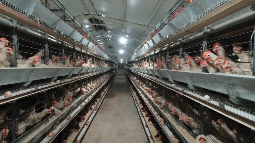 Egg-Laying Chickens in Industrial Cage System