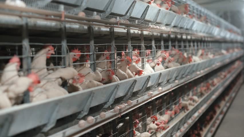 Egg-Laying Chickens in Industrial Cage System