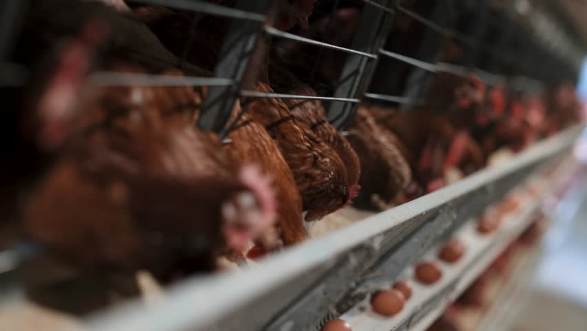 Automated Feeding in a Commercial Chicken Farm