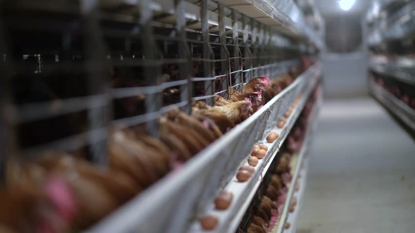 Egg-Laying Chickens in Industrial Cage System