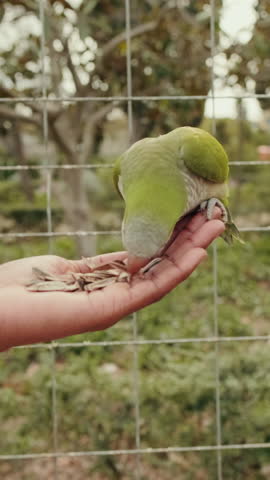 Vertical video, Green parrot eats sunflower seeds from a person's hand. Birds, nature, wildlife, feeding.