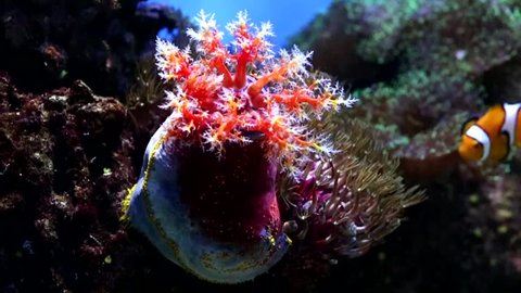 exotic marine apple clung to the coral