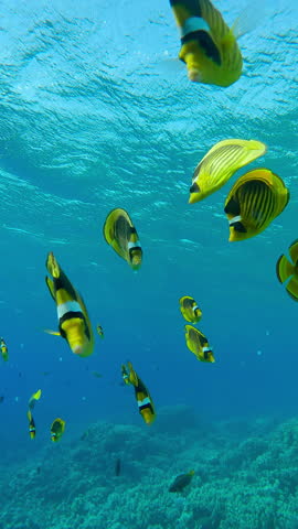 Vertical footage, Shoal of curious bright yellow fish follow me and look at camera, Slow motion of school of Raccoon butterflyfish, Chaetodon lunula swim towards the camera lens