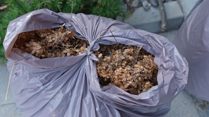Plastic Garbage Bags Filled with Withered Dry Leaves after Spring Garden Cleanup