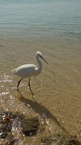 Vertical footage, White Heron walks in sandy shallow water along rocky shore on sunny day, Backlit, Slow motion