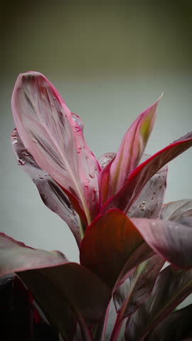 Tropical Plant After Rain in Bali Indonesia Wild Nature