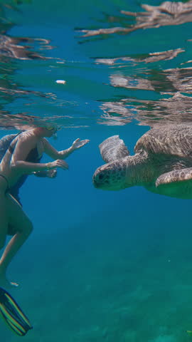 Vertical footage, Close up of Green Sea Turtle floats on water surface accompanied by group of Golden Trevally at daytime, couple snorkelers swims and watches them in background, Slow motion