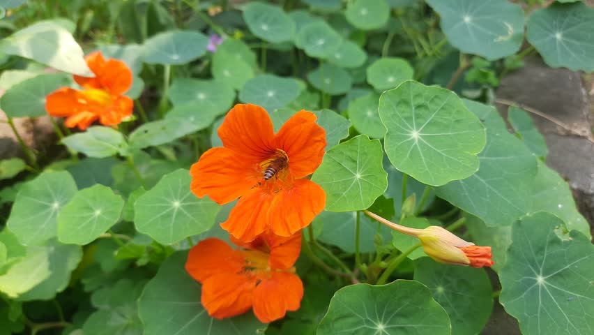 Honey bee collecting pollen from flower. A close up of a bright orange nasturtium flower with a bee gathering pollen in its center. wildlife.
