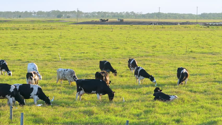 Production of organic dairy products. Milk cows grazing on green farm pasture. Feeding of cattle on farmland grassland