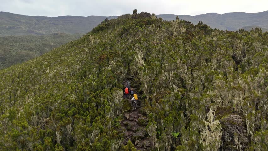 A group of hikers makes their way up a rocky slope in Kilimanjaro lush forests. The surrounding alpine vegetation contrasts with the dark, rugged trail