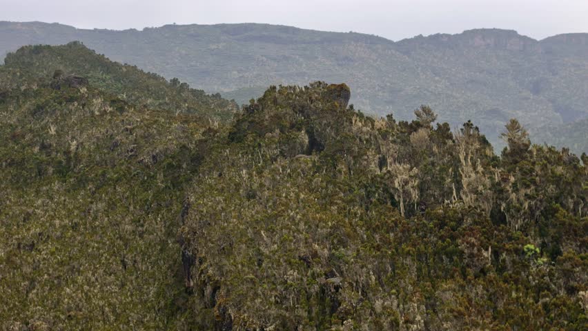 Aerial view of Kilimanjaro high-altitude vegetation, with moss-covered trees and rocky outcrops. The mix of green hues and dramatic cliffs highlights the region unique ecosystem