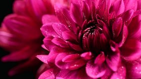 Dahlia flower macro water droplet shot; Shallow depth of field. Colorful chrysanthemum flower macro shot. Summer and spring multi-color floral background - Powered by Shutterstock - Get 15% off with code: PIKWIZARD15