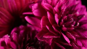Dahlia flower macro water droplet shot; Shallow depth of field. Colorful chrysanthemum flower macro shot. Summer and spring multi-color floral background - Powered by Shutterstock - Get 15% off with code: PIKWIZARD15