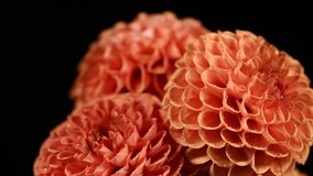 Dahlia flower macro water droplet shot; Shallow depth of field. Colorful chrysanthemum flower macro shot. Summer and spring multi-color floral background - Powered by Shutterstock - Get 15% off with code: PIKWIZARD15