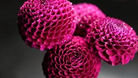 Dahlia flower macro water droplet shot; Shallow depth of field. Colorful chrysanthemum flower macro shot. Summer and spring multi-color floral background - Powered by Shutterstock - Get 15% off with code: PIKWIZARD15